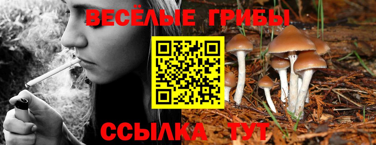 Южноуральск  Псилоцибиновые грибы Psilocybe  Вход с VPN 